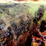 Blog de Norma Doors- Los benficios de la madera en tu vida